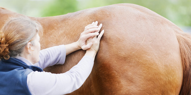 Ostéopathie sur un cheval