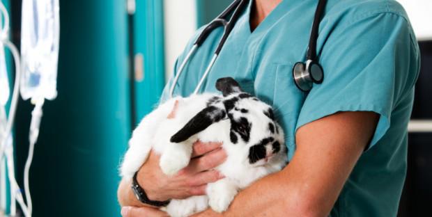 Consultation vétérinaire d'un lapin