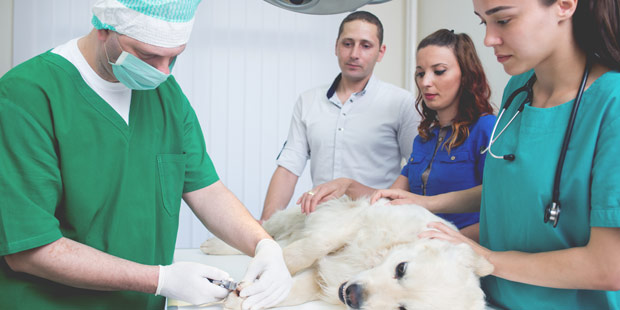 Equipe dans une TPE vétérinaire