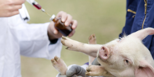 Stratégie pour lutter contre l'antibiorésistance