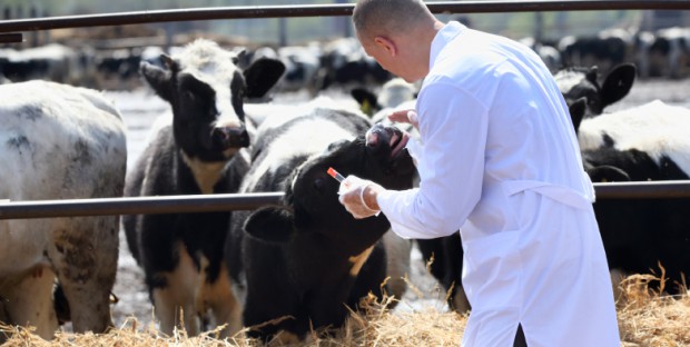 visite veterinaire en élevage bovin