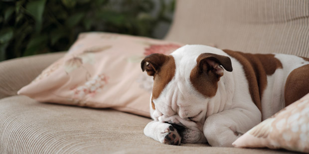 Bouledogue anglais sur un canapé