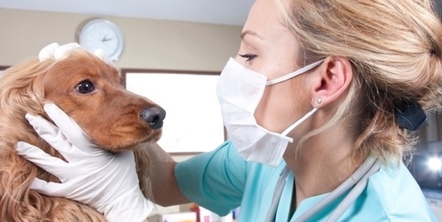 Vétérinaire en consultation canine