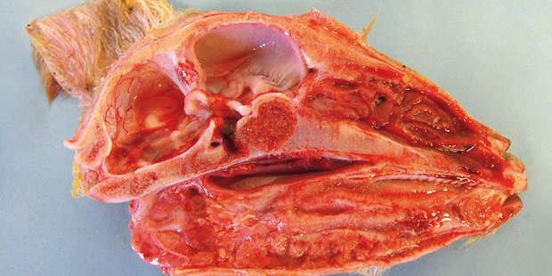  coupe de tête d'agneau malformé atteint du virus de Schmallenberg 