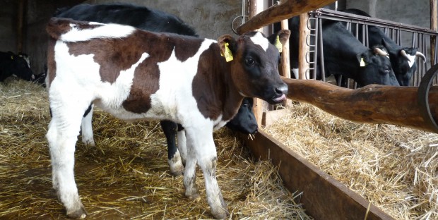 un veau de race Holstein dans un élevage laitier