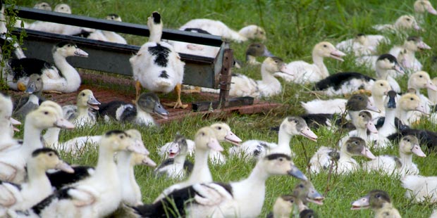 des canards d'élevage en plein air