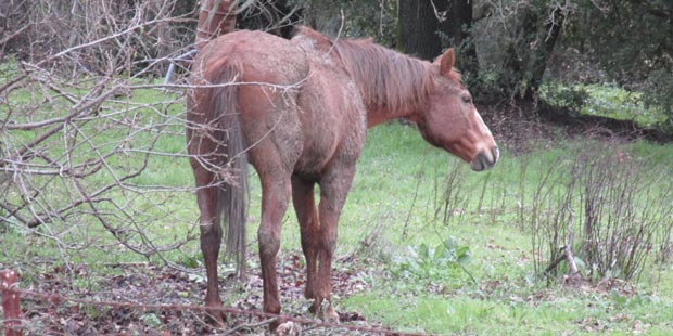 cheval au pré