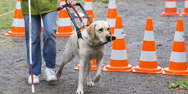 chien guide auprès d’une personne déficiente visuelle