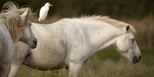 Cheval de Camargue