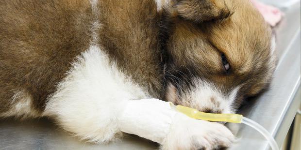 Chien avec une perfusion d'acide gras.