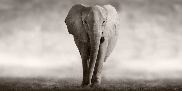 photo en noir et blanc d'un éléphant