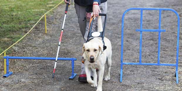 chien guide d'aveugle