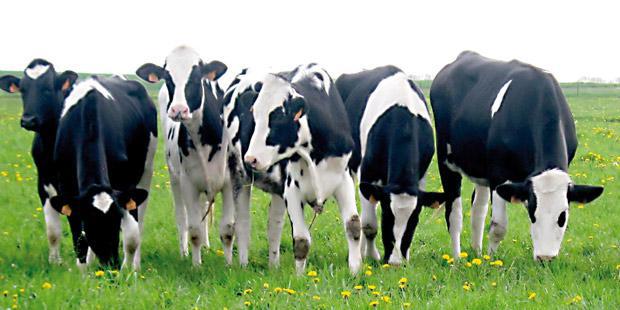 Vaches broutant dans un pré