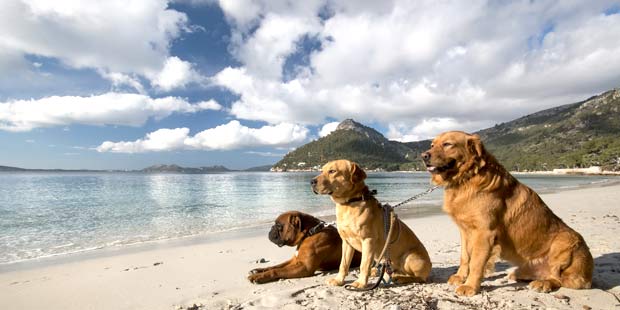 Chiens sur la plage