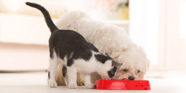 Alimentation du chat et du chien